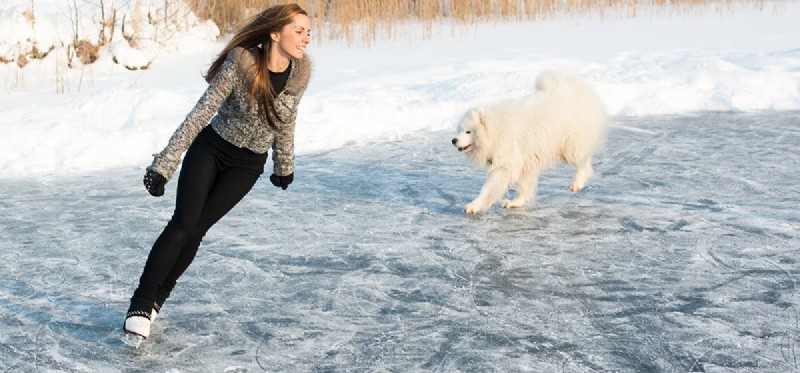 Kunnen honden schaatsen?
