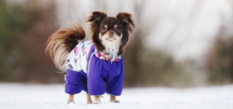 Les chiens peuvent-ils faire du patin à glace ?