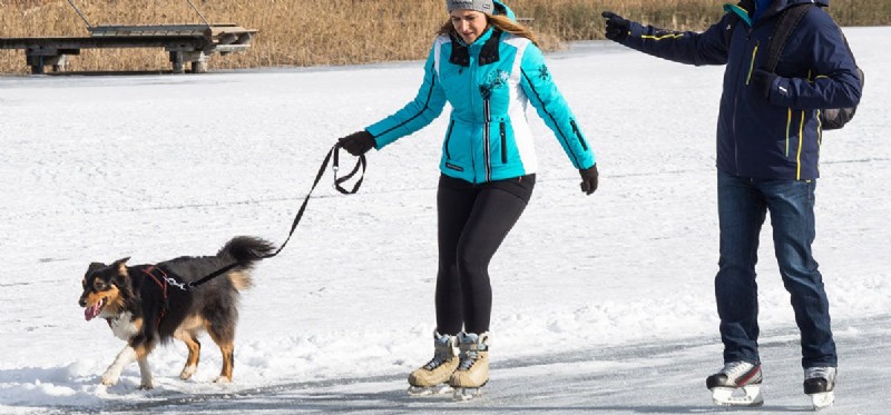 Cães podem patinar no gelo?
