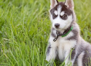 犬はインプリントできますか?