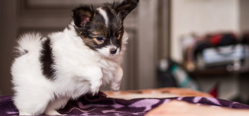 Os cães podem ingerir óleo de coco?