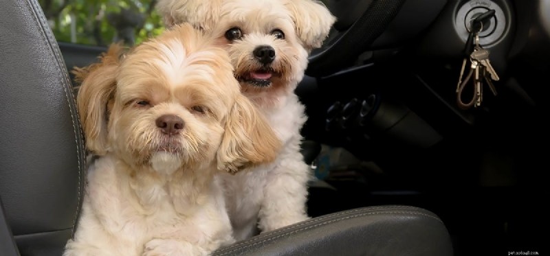 Могут ли собаки уметь водить машину?