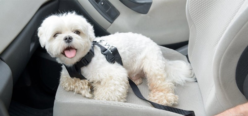 Могут ли собаки уметь водить машину?