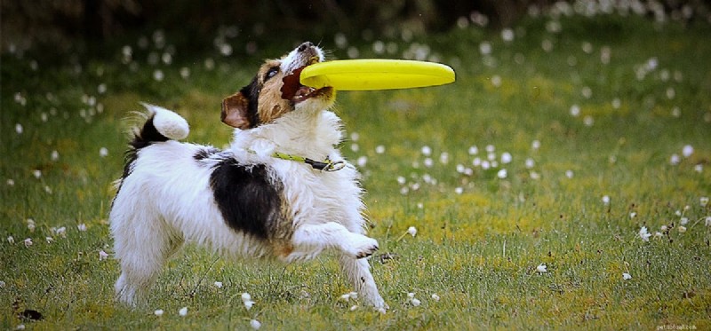 Знают ли собаки, как играть в бросок фрисби?