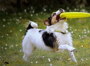 犬はフリスビー トスの遊び方を知っていますか?