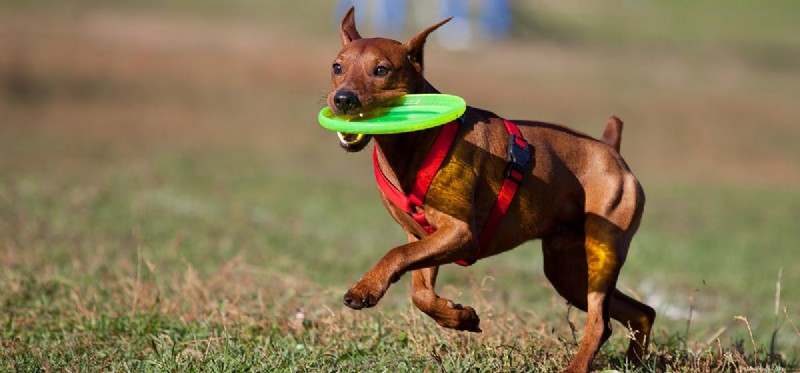 I cani possono sapere come giocare a frisbee?