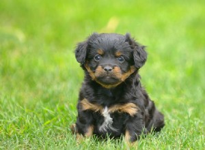 てんかんがあっても犬は普通の生活を送ることができますか?