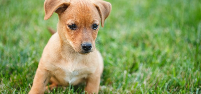 Kan hundar leva i gräsmark?