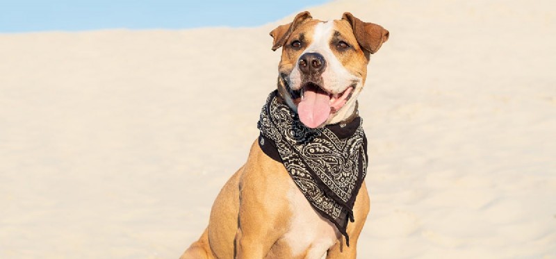 Kan hundar leva i varmt väder?