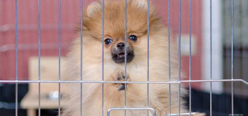 Kunnen honden in kennels leven?