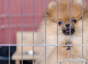 Могут ли собаки жить в питомниках?