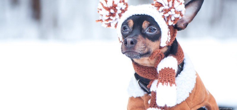 Les chiens peuvent-ils vivre dans le froid ?