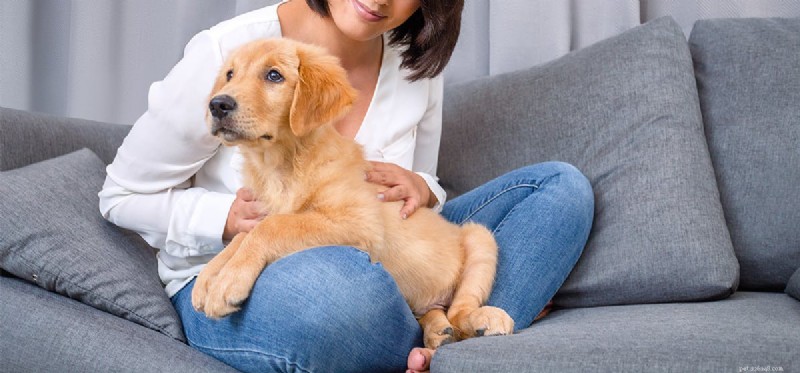 Kan hundar bo i två olika hem?