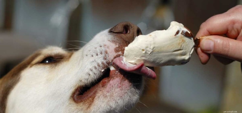I cani possono vivere del cibo umano?