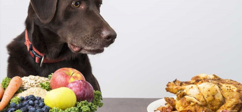 Могут ли собаки жить на веганской диете?