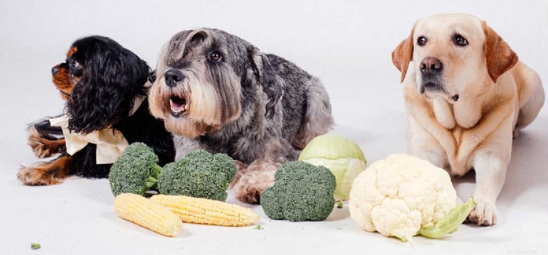 Os cães podem viver com uma dieta vegana?