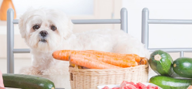 Os cães podem viver com uma dieta vegetariana?