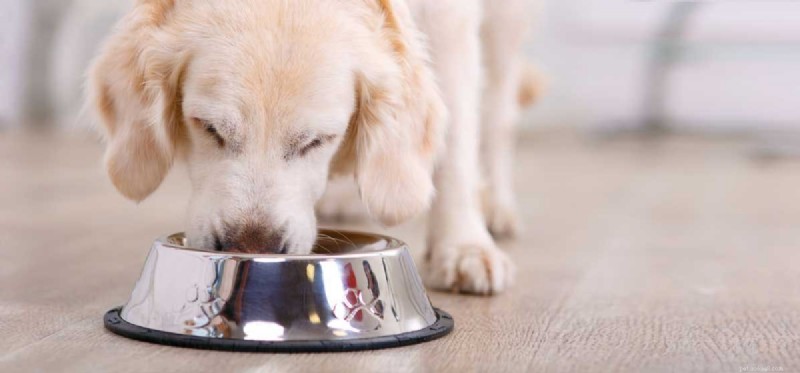 I cani possono vivere con il cibo per gatti?