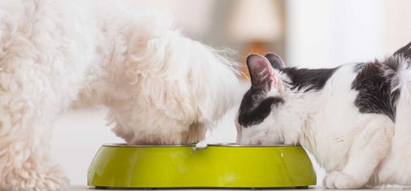 Les chiens peuvent-ils vivre avec de la nourriture pour chat ?