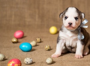 Můžou psi žít na vejcích?