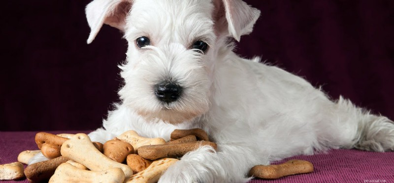 I cani possono vivere solo con cibo secco?