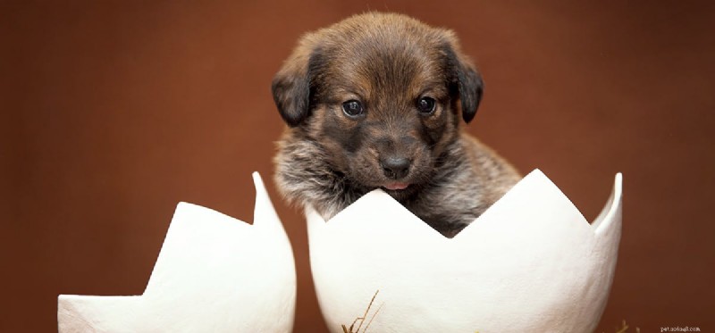 Os cães podem viver de ovos?
