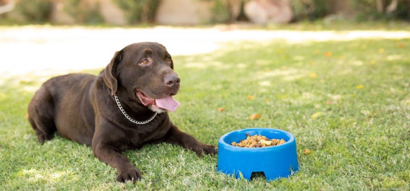 I cani possono vivere solo con cibo secco?