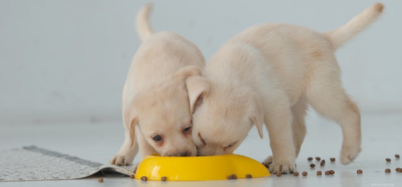 Mohou se psi živit jen suchým jídlem?