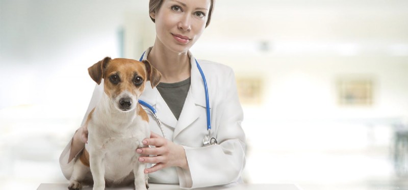 Kan hundar leva med cancer?