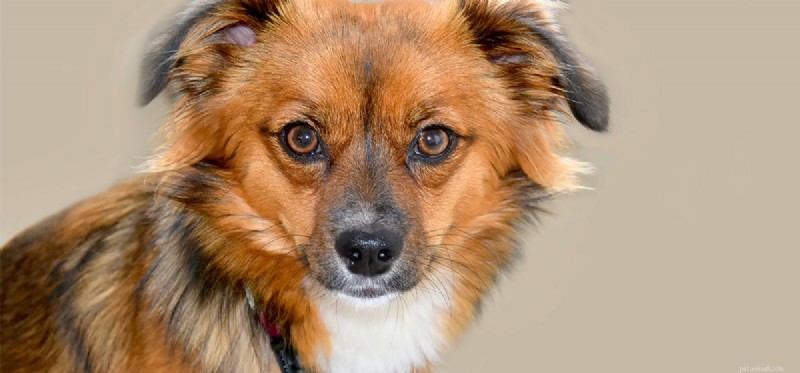 Могут ли собаки жить с катарактой?
