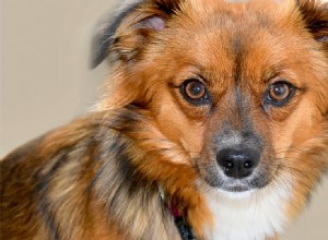 Могут ли собаки жить с катарактой?