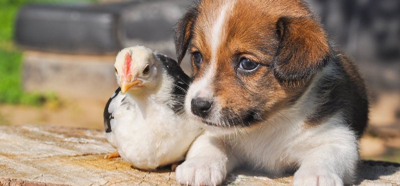 Kunnen honden bij kippen leven?