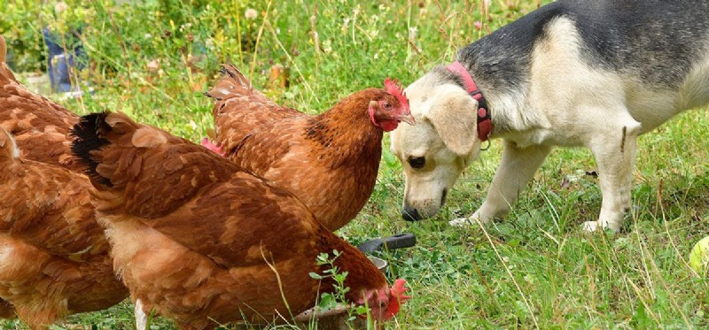 Můžou psi žít s kuřaty?