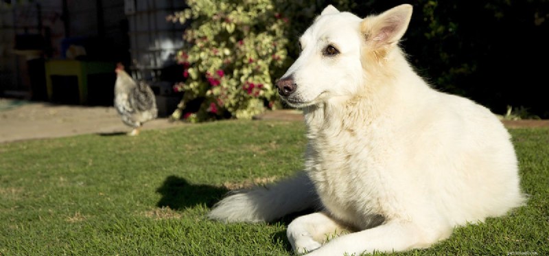 Могут ли собаки жить с курами?