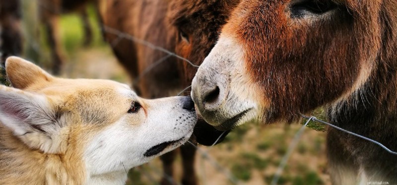 Kan hundar leva med åsnor