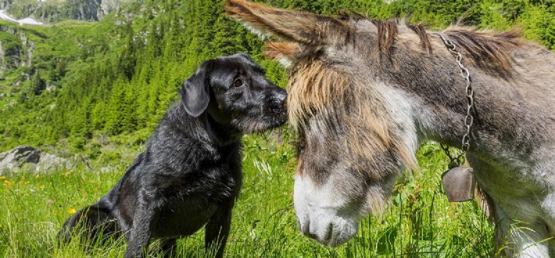 Můžou psi žít s osly