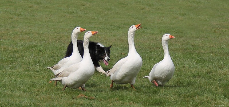 Cães podem viver com gansos?