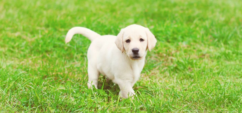 Os cães podem viver com hérnia de disco?