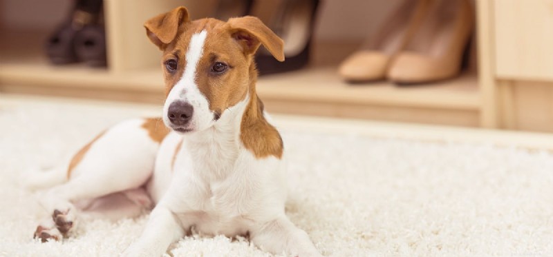 Kunnen honden leven met hernia?