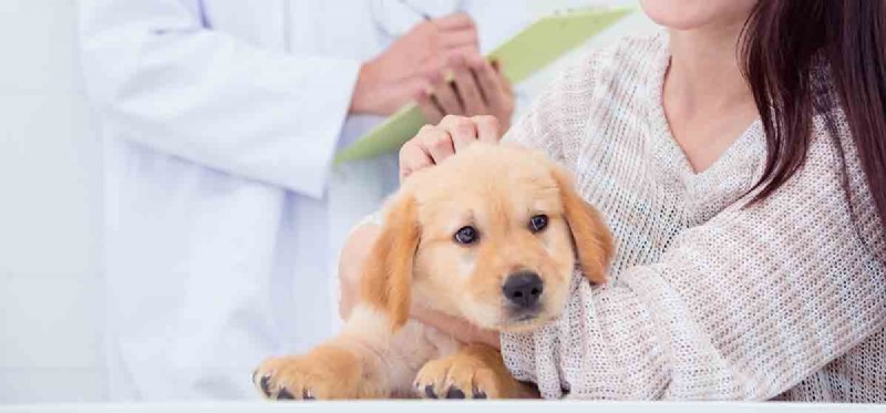 Kunnen honden leven met een leverziekte?