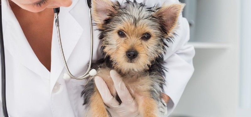 개가 라임병을 가지고 살 수 있습니까?