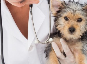 Могут ли собаки жить с болезнью Лайма?