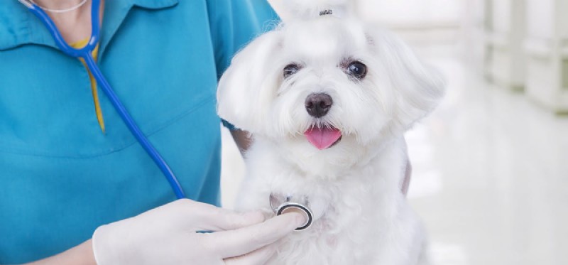 개가 라임병을 가지고 살 수 있습니까?