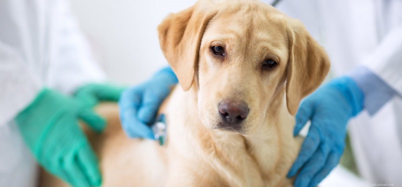 Os cães podem viver com a doença de Lyme?