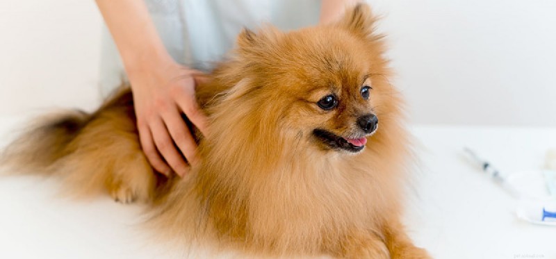Kan hundar leva med borrelia?