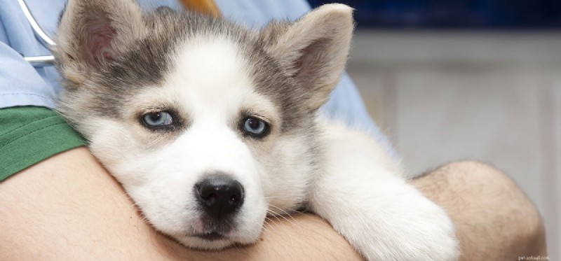 Mohou psi žít bez sleziny?