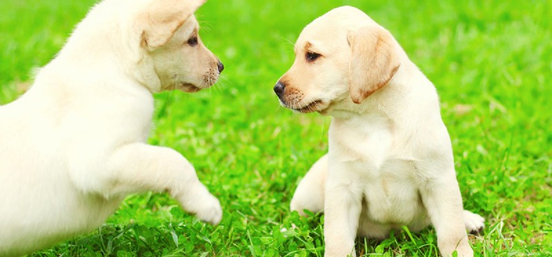 Mohou psi žít bez páření?