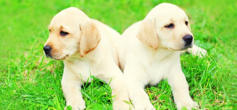 Kan hundar leva utan parning?