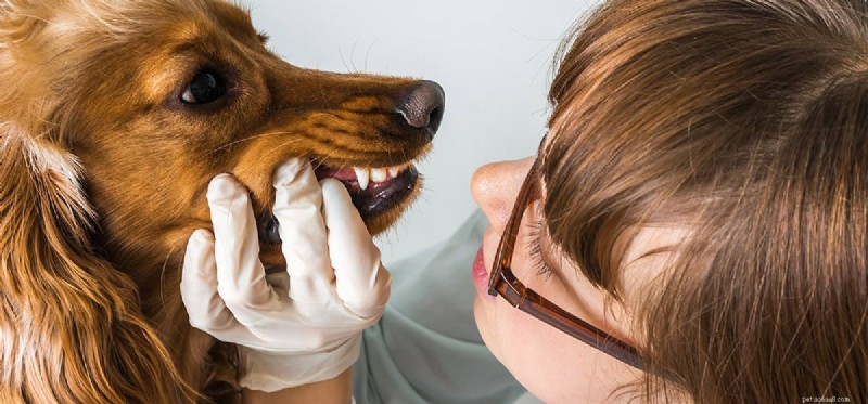 Os cães podem viver sem dentes?