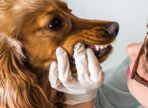 Mohou psi žít bez zubů?